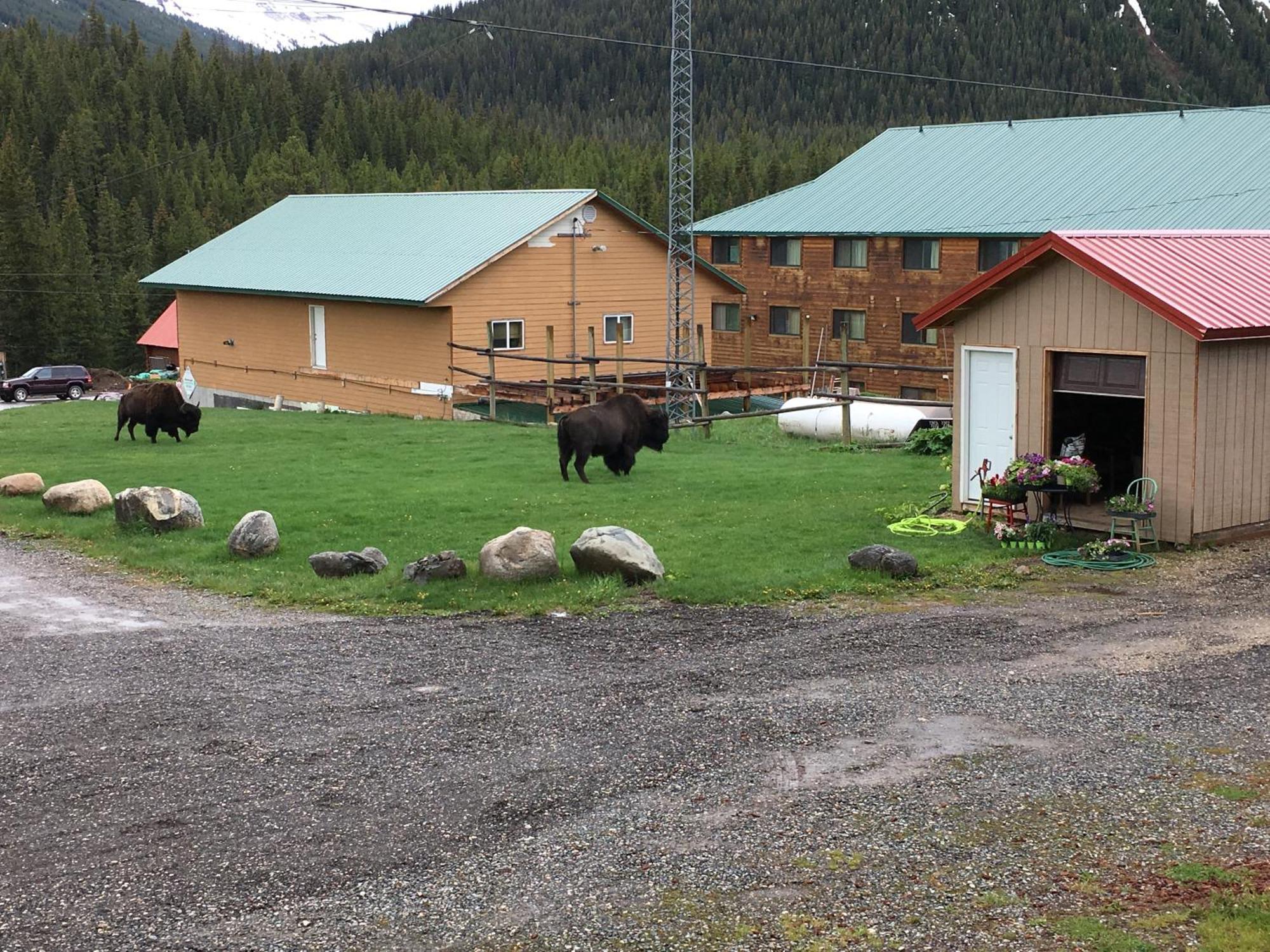 Antlers Lodge Кук Сити Екстериор снимка