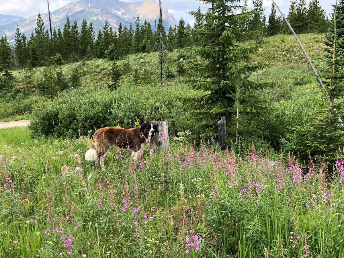 Antlers Lodge Кук Сити Екстериор снимка