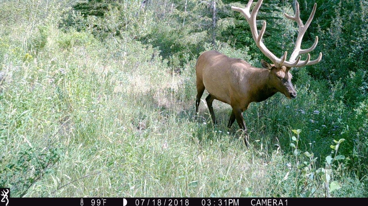 Antlers Lodge Кук Сити Екстериор снимка